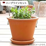ハーブ 栽培 セット （ ローズマリー ＆ セージ ） / テラコッタ 鉢 プランター / 鉢受皿 付 【 ハーブ ワイン 用】
