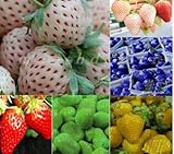 Big Promotion 100pcs 30kinds mixed for Chose SuperBig climbing strawberry seeds vegetable Fruit seed