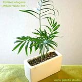 テーブルヤシ ハイドロカルチャー 観葉植物 ホワイトワイドポット インテリア