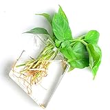 Liebeye 花瓶 ガラス 壁掛け 透明 一輪挿し 水耕植物 水耕栽培 クリエイティブ ウォールハンギング ホーム オフィス 装飾 ギフト 12*16cm