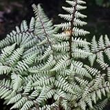 [ シダ ] アシリウム ゴースト 4寸ポット苗