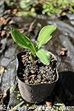 湿地性植物:ミズバショウ(水芭蕉) 10.5cmポット苗【紫桜館山の花屋】