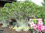【多肉植物/種子】Adenium Arabicum RCN★アデニウム・アラビカム (アラビクム) ◆種子５粒♪ Caudex 塊根植物 [並行輸入品]