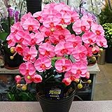 胡蝶蘭 鉢植え ピンク 5本立て【造花】 光触媒加工 誕生日プレゼントや開店などのお祝い花ギフト