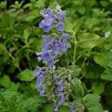 キャットミント：ブルー系（ネペタ）3号ポット 4株セット ノーブランド品