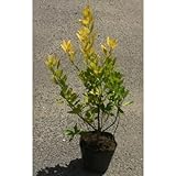 黄金マサキ 5号ポット