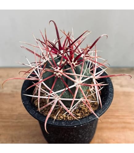 Amazon｜サボテン：フェロカクタス 神仙玉*☆赤松実生｜観葉植物