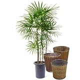 シュロチク 10号サイズ【バスケット(鉢カバー) 付き】 バスケット01