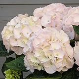 アジサイ[ハイドランジア]：コットンキャンディー5号鉢植え[JFS][開花株] ノーブランド品