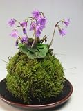 岩カガミダマシの苔玉　今年の開花は終わっております。