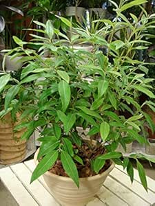 Amazon Co Jp レモンマートルの木 テラコッタ陶器鉢 大株仕上げ ｌ サイズ タイプｘ プレゼントやお祝いにも テラコッタ陶器鉢植え シトラール効果 アロマの世界なんかにも注目されてるハーブの一種葉を1枚切ってもみほぐすと凄く良い香り Diy 工具 ガーデン