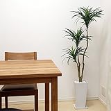 観葉植物 ドラセナコンシンネH130 四角白鉢皿付 k-7 幸福の木 造花 人工観葉植物 消臭◎CT触媒加工