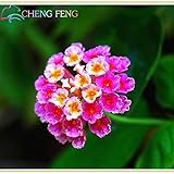 150個の種子レアオランダレインボーフラワーホームガーデンレアフラワーシーズカラフルランタナの種子