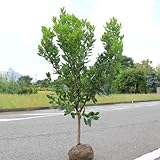 庭木：姫イチゴノキ/ストロベリーツリー（白花）　Ｈ：約100-120ｃｍ