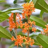 キンモクセイ（金木犀）：フレグランスレッド3.5号ポット[赤みを帯びたオレンジ花] ノーブランド品