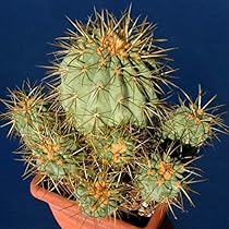 Copiapoa ハセルトニアナ　実生株 Copiapoa ハセルトニアナ 実生株
