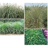 [秋まき牧草種子 タネ 転作田・遊休農地・棚田の活用に]温暖地型混播種子セット：放牧地用 4kg ノーブランド品