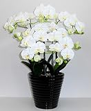 光触媒の胡蝶蘭 鉢植え 造花 アートフラワー Mサイズ-5本立 H70cm(白/花弁・黄-黒鉢)