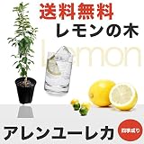 ■送料無料■ レモン 苗 レモンの木 アレンユーレカレモン 2年生 接ぎ木 苗スリット鉢植え 果樹苗木 果樹苗 れもん 檸檬