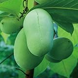 ポポー苗木 【ウイルソン】 2年生 接木苗 スリット鉢植え