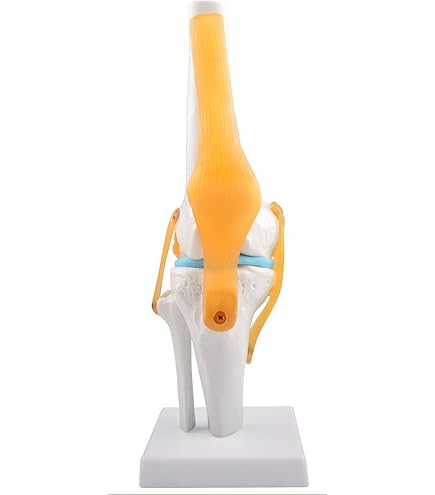 Amazon.co.jp: Kurtvenid 膝関節模型 1:1サイズ 人体骨格模型 靭帯付き