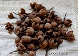 ~Coco Heart~　ミニパクリ　　４５～５０個セット　（木の実・ドライフラワー）