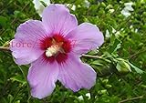 200 PCS Giant Hibiscus Flower Seeds Hardy ,rare home flower for DIY Garden potted or yard flower pla