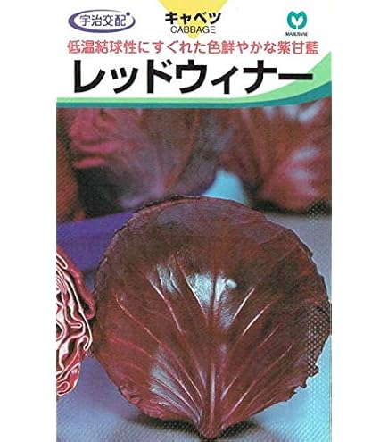 Amazon.co.jp: 植物種子 ポリフェノールを含む赤紫とんがりキャベツ 種