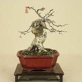 いよじ園 十月桜 小品盆栽 【雑木盆栽 花物盆栽】