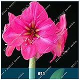 2個アマリリス盆栽球根バルバドスユリバルコニーフラワーヒッパスタット球根水耕栽培根鉢植え花11