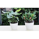 Fenteer 高品質　植物栽培鉢　自己給水　プランター　穴付き　通気性　フラワーポット　鉢植え　全3サイズ　白色 - 13x14cm