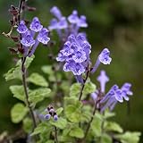 7月3月の花 タツナミソウ と花言葉 い ろ の え 7月3月の花 タツナミソウ と花言葉 い ろ の え