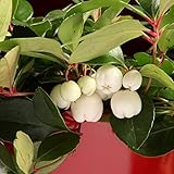 チェッカーベリー：ゴルジールパール3.5号ポット ノーブランド品