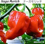 辛とうがらし 苗 Naga Morich ナーガ モリッチ トウガラシ 唐辛子 9cmポット （ ホット ペッパー ）