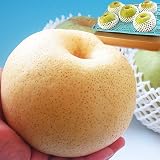 かおり梨 約5kg 5〜10玉 大玉サイズ 秀品〜優品 千葉県産 贈答可能 生産量の少ない幻の梨！爽やかな甘い香りと優秀な味わい