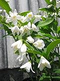 ウノハナウツギ　5potセット　鉢底より50ｃｍ前後　12ｃｍポット 卯の花空木