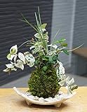 色々な葉色を楽しめる苔玉【ハツユキ（初雪）カズラ・白竜の寄せ植え苔玉・信楽焼白三つ足器セット】 (敷石の色（白）)