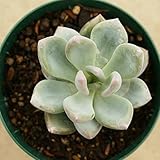 エキゾチカ 7.5cmポット パキベリア Pachyveria 'Exotica' 福岡県産 多肉植物 多肉 観葉植物 インテリアグリーン 寄せ植えに