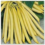 Gold hook oil bean seeds 5seeds organic vegetable seeds