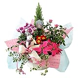 花由 送料無料 季節の花鉢とグリーンの寄せ入れ Mサイズ クリスマスver. 【マケプレお急ぎ便】