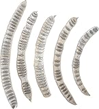 azi-azi ドライビーン ホワイト 5個入 DL-138