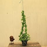 観葉植物:ディスキディア ナムコック*