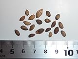 【松の種】ヨーロッパクロマツ＜欧州黒松＞・ピラミダリス 種子20粒 Pyramidal Austrian pine 20 seeds