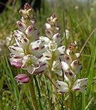 Lachenalia contaminata - hyacinth - 10 seeds