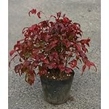 おたふく南天 (オタフクナンテン) 5号ポット