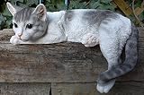 猫の置物 まったり猫 ７９ＱＹ キャット ガーデンオブジェ ＣＡＴ 動物 オーナメント ネコ 雑貨 ガーデン オブジェ ガーデニング インテリア マ