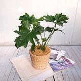 【日比谷花壇】観葉植物「セローム・バスケット」