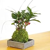 縁起のいい植物として知られるヤブコウジを苔玉に【ヤブコウジ（十両）と斑入り竜のひげ苔玉・焼締角器セット】 (敷石の色（黒）)