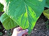 種子ジャイアントタバコKrupnolistyy - ビッグ葉有機栽培家宝