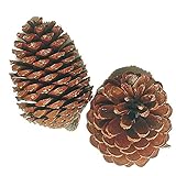 大地農園 ドライフラワー マリティマコーン (3コ入り) DO024050-000